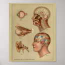 Search for phrenology head posters Human