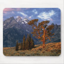 Search for cedar mousepads Ancient