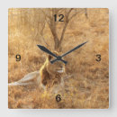 Search for lion clocks Wildlife
