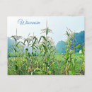 Search for midwest postcards Corn