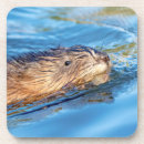 Search for ecology coasters Animal