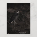 Search for great blue postcards Nature