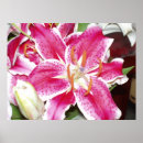 Search for stargazer lily posters Photography