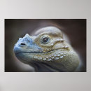 Search for iguanas posters Rhinoceros iguana