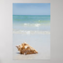 Search for beach shells posters Conch shell