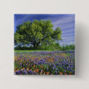 Search for oak badges Scenic