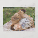 Search for marmota Weminuche