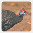 Search for fowls stickers Bird