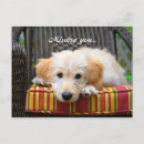 Search for golden doodle postcards Puppy