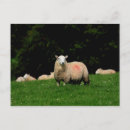 Search for rams postcards Farming