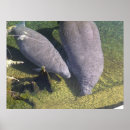 Search for manatee posters Mermaid