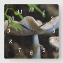 Search for toadstool photography Fungus
