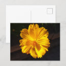 Search for macro flower postcards Nature