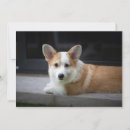 Search for corgi thank you cards Cute