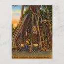 Search for banyan Florida