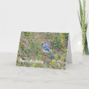 Search for blue jay birthday cards Wildlife