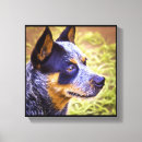 Search for cattle dog posters Companion