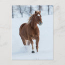 Search for horse run postcards Snow