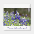 Search for bluebonnet magnets Texas