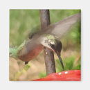Search for hummingbirds magnets Cute