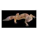 Search for geckos posters Funny