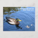 Search for ducks postcards Lake