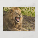 Search for male lions postcards Nature