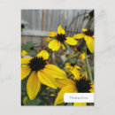Search for black eyed susans postcards Summer