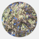 Search for shrub stickers Flora