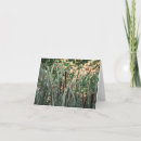 Search for cattail cattail cards Cattails
