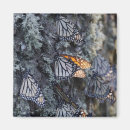 Search for butterfly tree magnets Wildlife