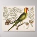Search for vintage parrot posters Birds