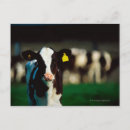 Search for holstein postcards Animal