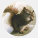 Search for squirrel photo stickers Squirrels