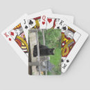 Search for black cat and bridge Kitty