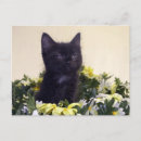 Search for black felines postcards Humour