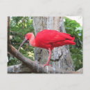 Search for roseate postcards Tropical