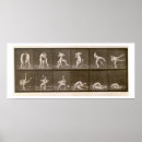 Search for two animals posters Photography