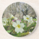 Search for perennials coasters Nature