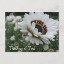 Search for cheery postcards Sunflower