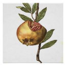 Search for pomegranate fruit posters Food