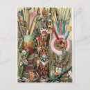 Search for african tribal postcards Native