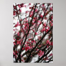 Search for pink trees posters Cherry blossoms