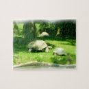 Search for tortoise puzzles Wildlife