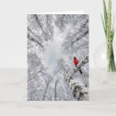 Search for birch christmas cards White birch trees