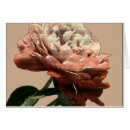 Search for ruby rose postcards Flower