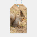 Search for cute squirrel pictures gift wrap Squirrels