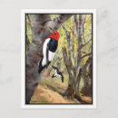 Search for red head postcards Wildlife