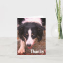 Search for herd dog cards Border collie
