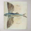 Search for flying fish posters White